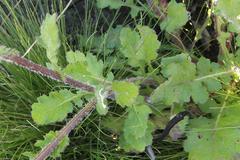 Senecio subcanescens