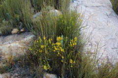 Erica parilis parilis