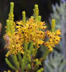 Erica parilis parilis