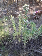 Pseudognaphalium viravira