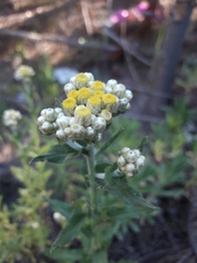 Pseudognaphalium viravira