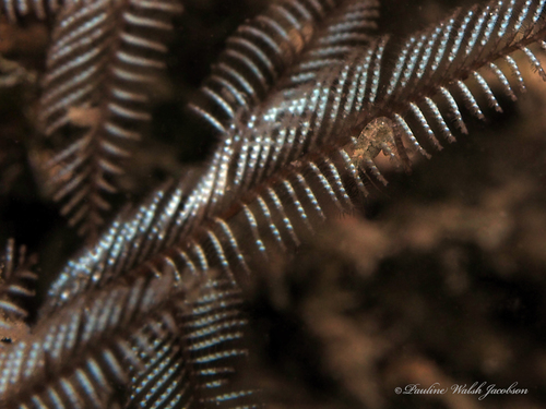 Photo of Stinging hydroid fern (Macrorhynchia philippina)