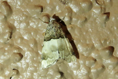 Cobubatha dividua