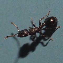 Temnothorax schaumii