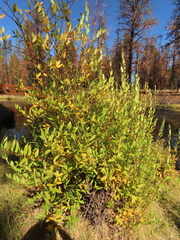 Salix boothii