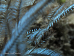 Macrorhynchia philippina