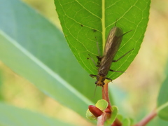 Salix lasiandra caudata