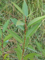 Salix lasiandra caudata
