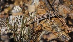 Pedioplanis burchelli