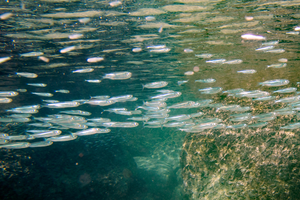 Hardyhead silverside