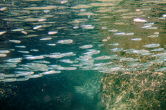 Atherinomorus lacunosus