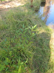 Salix lasiandra caudata