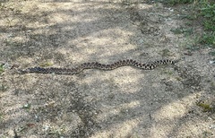 Pituophis catenifer