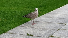Larus