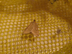 Sitochroa verticalis