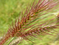 Echinochloa jubata