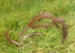 Echinochloa jubata