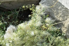 Clematis orientalis