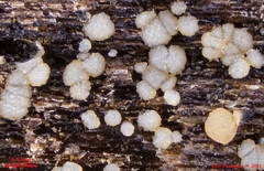 Strossmayeria basitricha