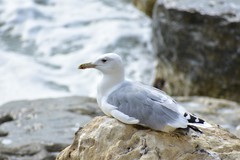 Larus cachinnans