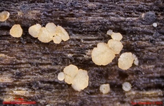 Strossmayeria basitricha