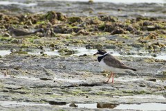 Charadrius hiaticula
