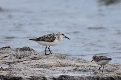 Calidris alba