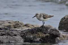 Calidris alba