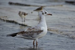 Chroicocephalus ridibundus