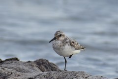 Calidris alba