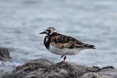 Arenaria interpres