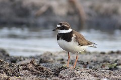 Charadrius hiaticula