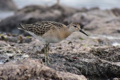 Calidris pugnax