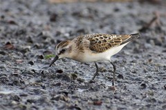 Calidris minuta