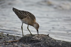 Calidris pugnax