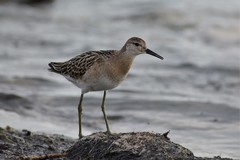 Calidris pugnax