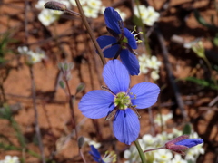 Heliophila refracta