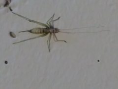 Meconema meridionale