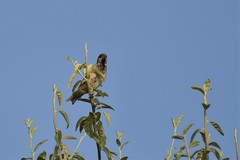Passer domesticus