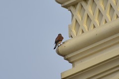 Falco tinnunculus