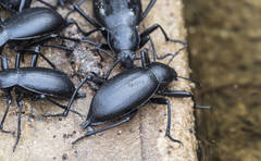 Blaps gigas