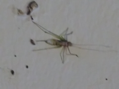 Meconema meridionale