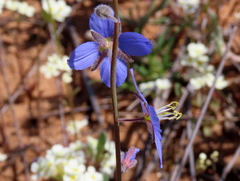 Heliophila refracta