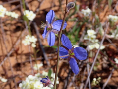 Heliophila refracta