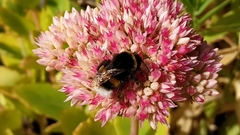 Bombus terrestris
