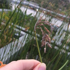 Schoenoplectus heterochaetus