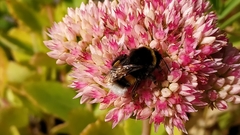 Bombus terrestris