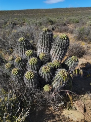 Euphorbia stellispina