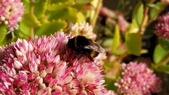 Bombus terrestris