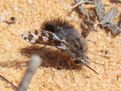 Australoechus megaspilus